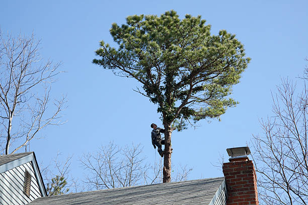 Best Tree Maintenance Programs  in Templeton, CA